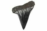 Fossil Broad-Toothed Mako Tooth - South Carolina #170424-1